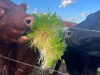 Furaj verde proaspăt pentru animale, în fiecare zi a anului — foto 1