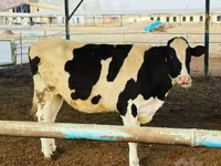 گاو ماده, Russian Black pied cattle — عکس 1