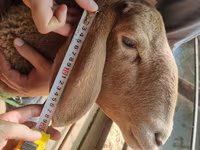 Ovca, Arashan sheep — fotografija 7