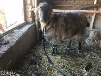 Koza, Beetal goats — fotografija 2