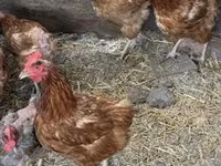 Chickens — foto 2