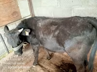 گاو نر, Simmental cattle — عکس 2