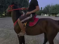 اسب نر, اسب — عکس 2