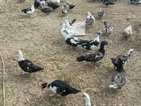Ducks — foto 3