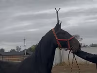 اسب نر, Orlov Trotter — عکس 7