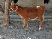 گاو ماده, گاو — عکس 1