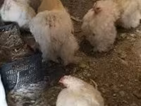 Chickens — լուսանկար 1
