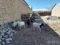 قوچ, گوسفند — عکس 1