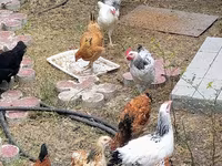 Chickens — ảnh 5
