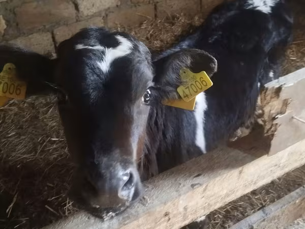 Bull, Russian Black pied cattle — Azerbaijan