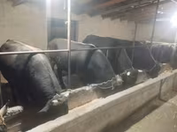 گاو نر, Swiss cattle — عکس 2