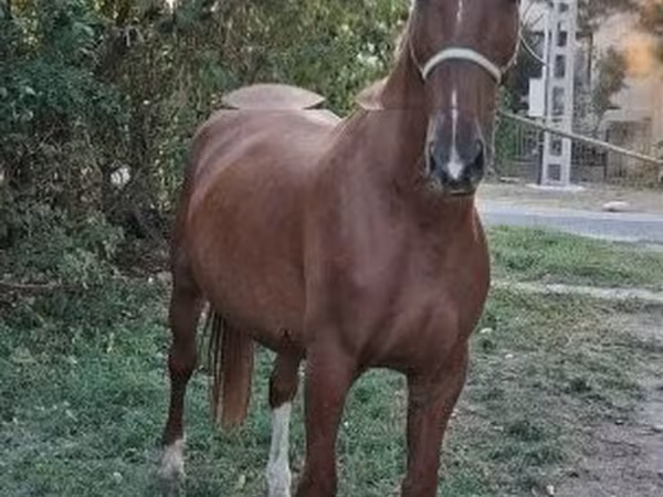 اسب نر, Kisber felver