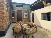 ஆண் ஆடு, Rhon sheep — புகைப்படம் 5