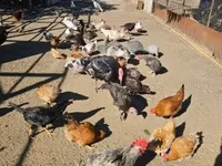 Chickens — 照片 1