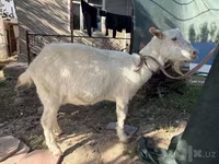 Ged, Russian White goat — foto 6