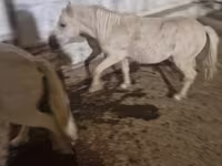 Aygır, Atlar — foto 1