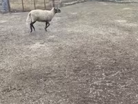 Baran, Merino sheep — zdjęcie 6