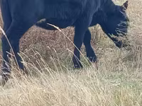 ላም, Russian Black pied cattle — ፎቶ 4
