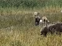 แกะตัวเมีย, Romanov sheep — รูปภาพ 2