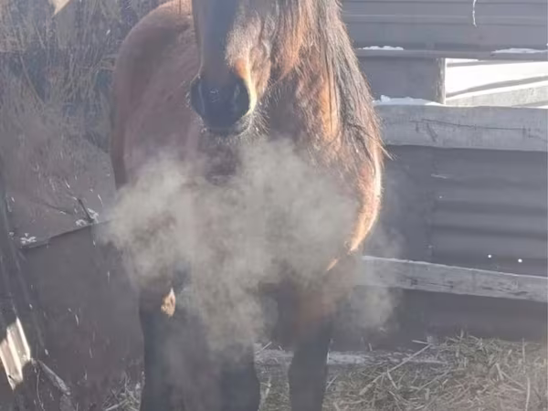 Horse (M), Mugalzhar horse