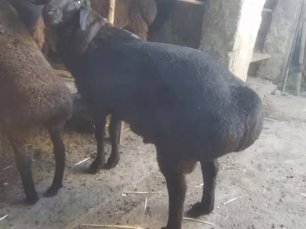 绵羊（批次，未指定性别）, Sheep — 乌兹别克斯坦