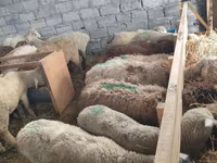 Schaf, Schafe — Foto 8