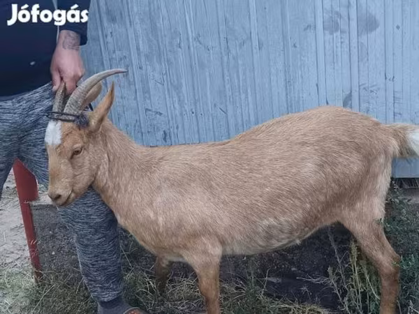 Kozioł, Kozy