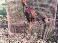 Chickens — photo 5