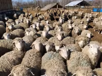 የጎትት አውራ በግ, Kuibyshev sheep — ፎቶ 4