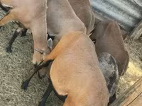 Oaie, Cameroon sheep — foto 2