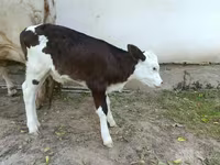 Vacă, Simmental cattle — foto 4