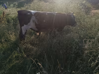 Toro, Russian Black pied cattle — foto 4