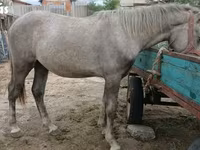 Hengst, Paarden — foto 3