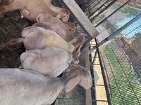 แกะตัวผู้, Arashan sheep — รูปภาพ 5