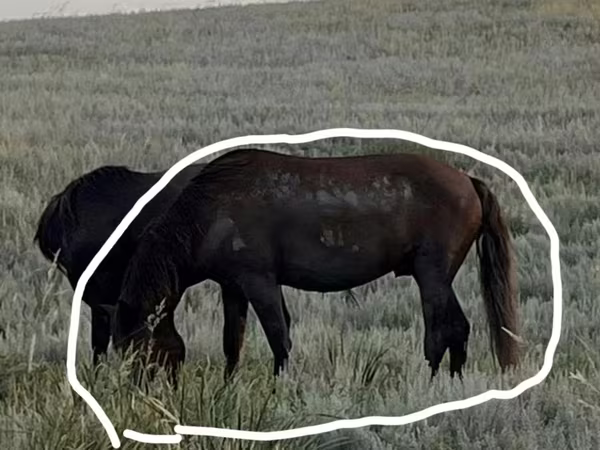 Kuda jantan, Kazakh horse