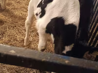 Bull, Russian Black pied cattle — photo 2