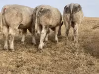 ወንድ በሬ, Charolais cattle — ፎቶ 6