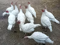 Turkeys — picha 2