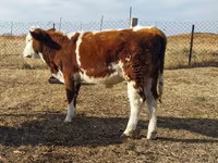 Lembu jantan, Simmental cattle — foto 1