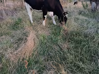 Krava, Russian Black pied cattle — fotografija 1