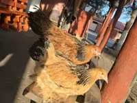 براهما — عکس 5