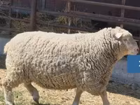 قوچ, Ile-de-France sheep — عکس 1