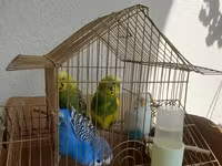 Məhsul: dalmatin və klassik rəng kombinasiyalarında nimfa/budgerigar — foto 1