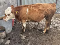 ወንድ በሬ, Simmental cattle — ፎቶ 3