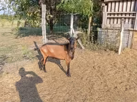 公山羊, Alpine goat — 照片 7