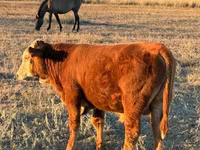 Lembu jantan, White-headed Ukrainian — foto 4