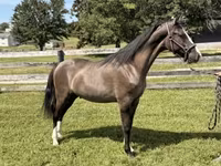اسب نر, Rocky Mountain Horse — عکس 8