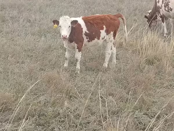 Ko, Simmental cattle