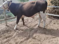 Tyre, Simmental cattle — foto 5