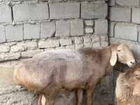 Baran, Arashan sheep — zdjęcie 1
